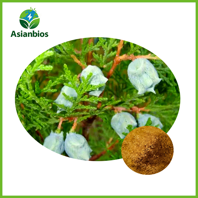 Platycladi Seed Powder